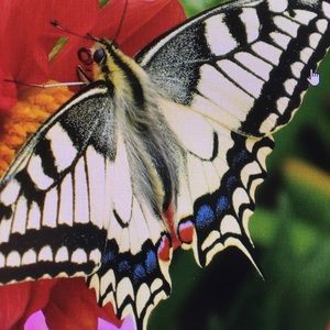 Meet your Posher, Felicia